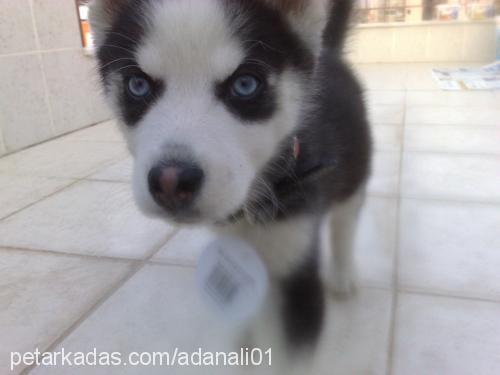 ice Erkek Sibirya Kurdu (Husky)