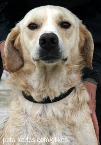 goldie Erkek Labrador Retriever