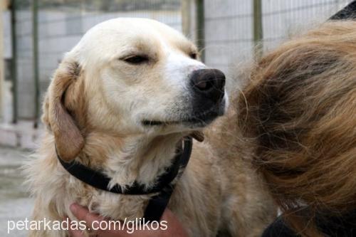 goldie Erkek Labrador Retriever