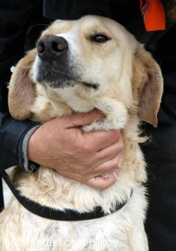 goldie Erkek Labrador Retriever