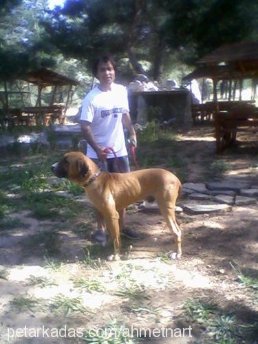 zibi Erkek Brezilya Mastiff