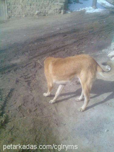 gaddar Erkek Avustralya Çoban Köpeği