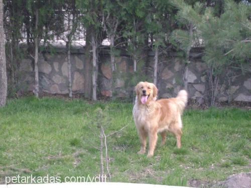 daisy Dişi Golden Retriever