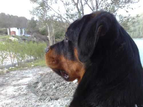 zahar Erkek Rottweiler