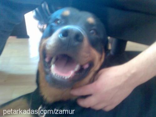 boğaç Erkek Rottweiler