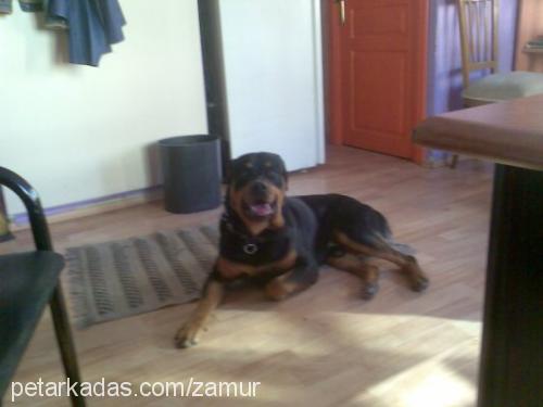 boğaç Erkek Rottweiler