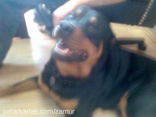 boğaç Erkek Rottweiler