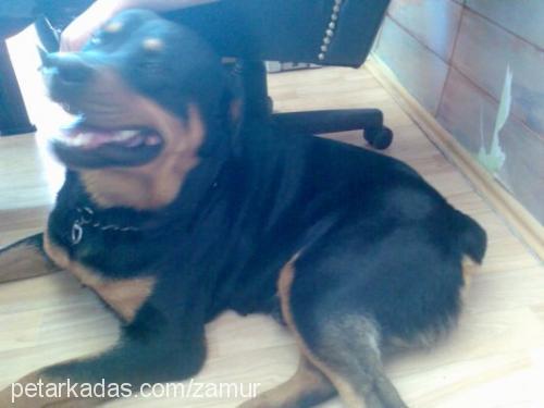 boğaç Erkek Rottweiler