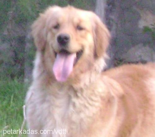 daisy Dişi Golden Retriever