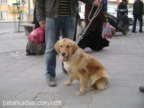 daisy Dişi Golden Retriever