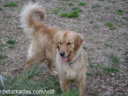 daisy Dişi Golden Retriever