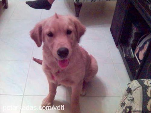 daisy Dişi Golden Retriever