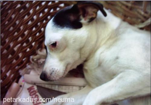 contes Dişi Jack Russell Terrier