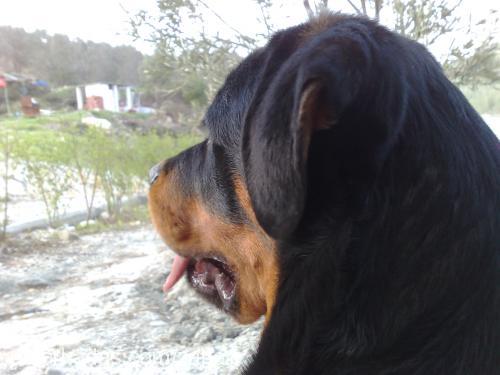 zahar Erkek Rottweiler