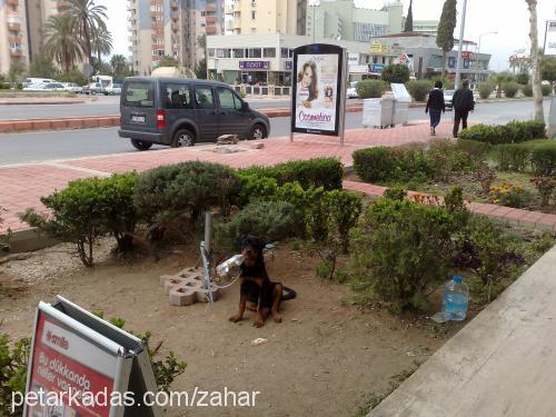 zahar Erkek Rottweiler