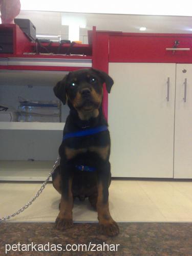 zahar Erkek Rottweiler