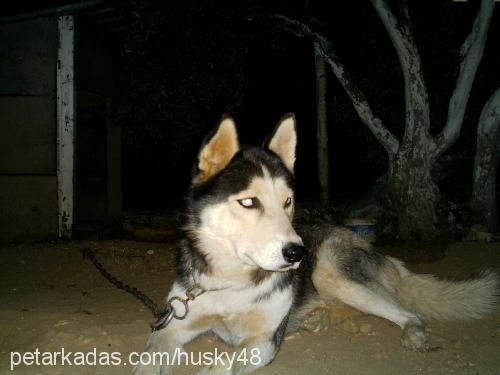 husky Erkek Sibirya Kurdu (Husky)