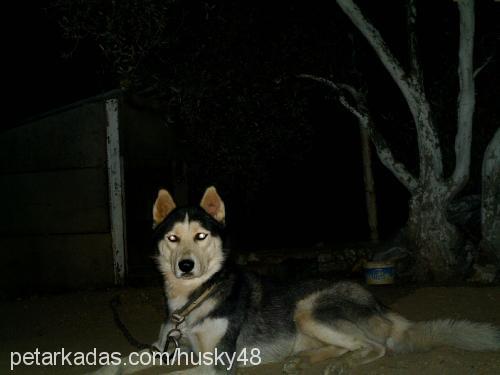 husky Erkek Sibirya Kurdu (Husky)