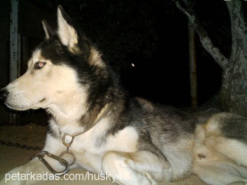 husky Erkek Sibirya Kurdu (Husky)