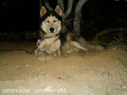 husky Erkek Sibirya Kurdu (Husky)