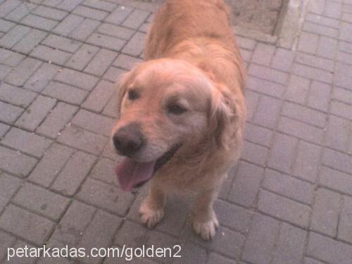 dost Erkek Golden Retriever