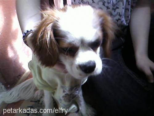 mailo Erkek Cavalier King Charles Spanieli