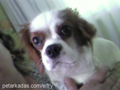 mailo Erkek Cavalier King Charles Spanieli