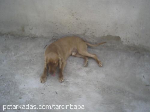 tarÇin Erkek İngiliz Cocker Spaniel