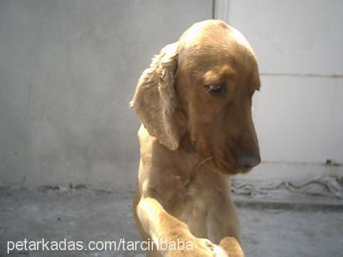 tarÇin Erkek İngiliz Cocker Spaniel