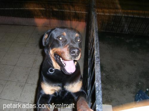 efe Erkek Rottweiler