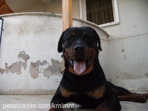 efe Erkek Rottweiler