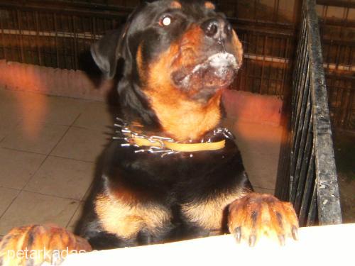 efe Erkek Rottweiler