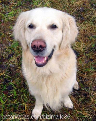 nini Dişi Golden Retriever