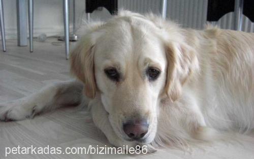 nini Dişi Golden Retriever