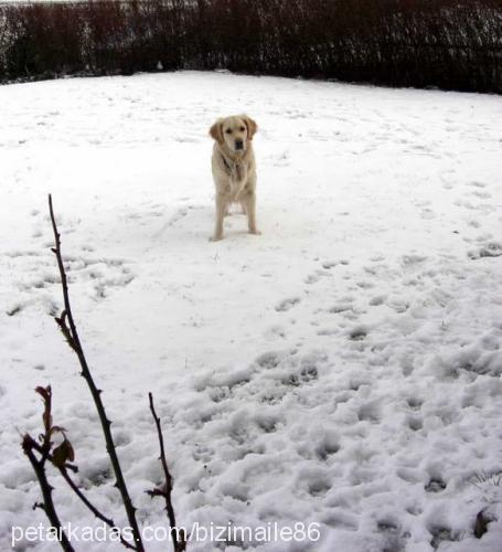 nini Dişi Golden Retriever