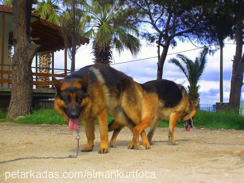 lİz Dişi Alman Çoban Köpeği