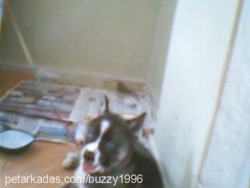 ßuzzy Dişi Sibirya Kurdu (Husky)