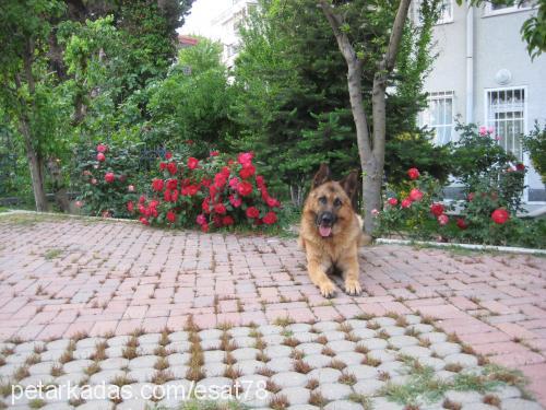 max Erkek Alman Çoban Köpeği