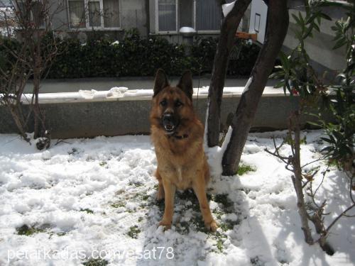 max Erkek Alman Çoban Köpeği