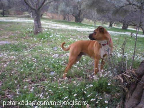 cadı Dişi Boxer