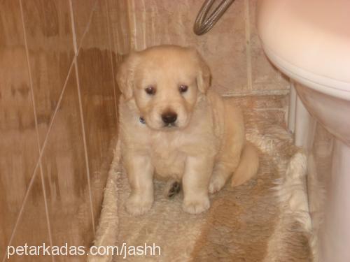 cash Erkek Golden Retriever