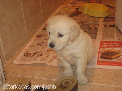 cash Erkek Golden Retriever