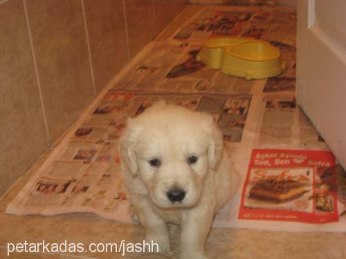 cash Erkek Golden Retriever