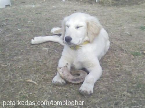 fıstık Dişi Golden Retriever