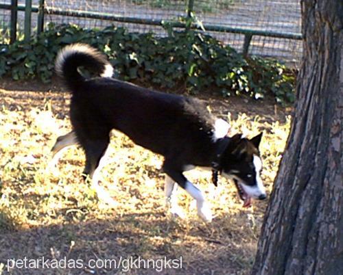 bulut Erkek Sibirya Kurdu (Husky)