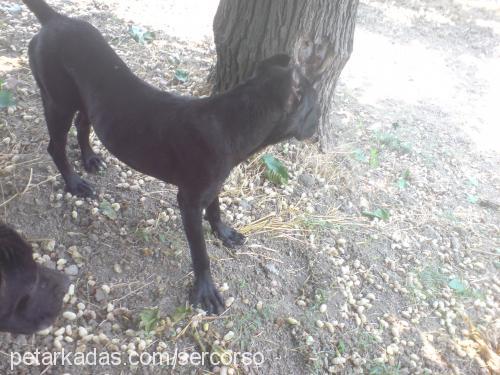 rafaella Dişi Cane Corso Italiano