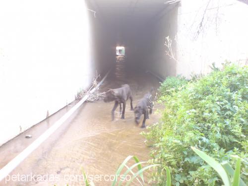 rafaella Dişi Cane Corso Italiano