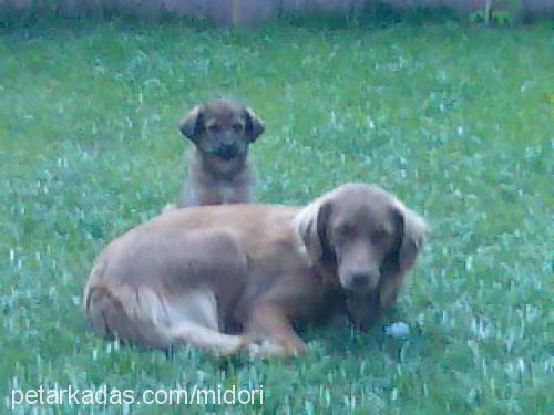 panpuf Dişi Golden Retriever