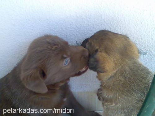 panpuf Dişi Golden Retriever