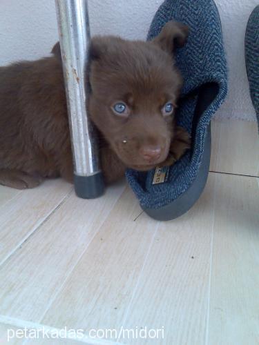 carlos Dişi Golden Retriever